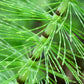 Horse Tail (Shavegrass) Cut, Sifted