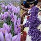 Kashmiri Saffron, Certified Organic - 1g