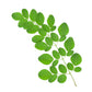 Moringa Powder, Certified Organic - 8 oz