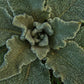 Mullein Leaf, Cut, Sifted