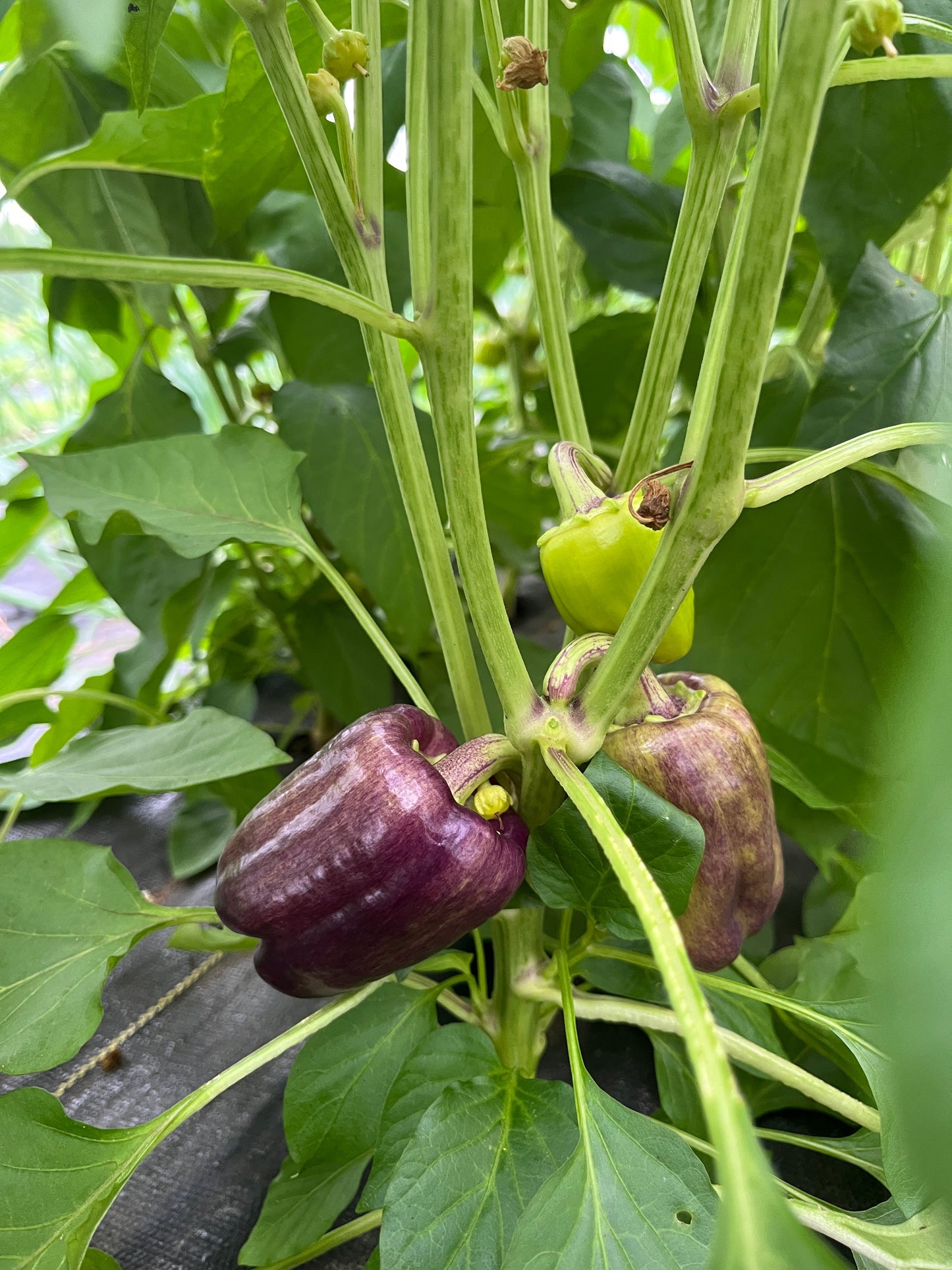 Lilac Bell, Pepper