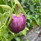 Lilac Bell, Pepper
