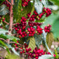 Peru Atahualpa