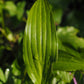 Plantain Leaf, Organic, Cut, Sifted