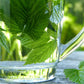Raspberry Leaf, Cut, Sifted