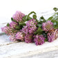 Red Clover Blossoms