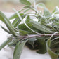 Sage, Rubbed