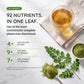 Organic Moringa Tea - Lemon & Chamomile - Caffeine-Free Herbal Tea