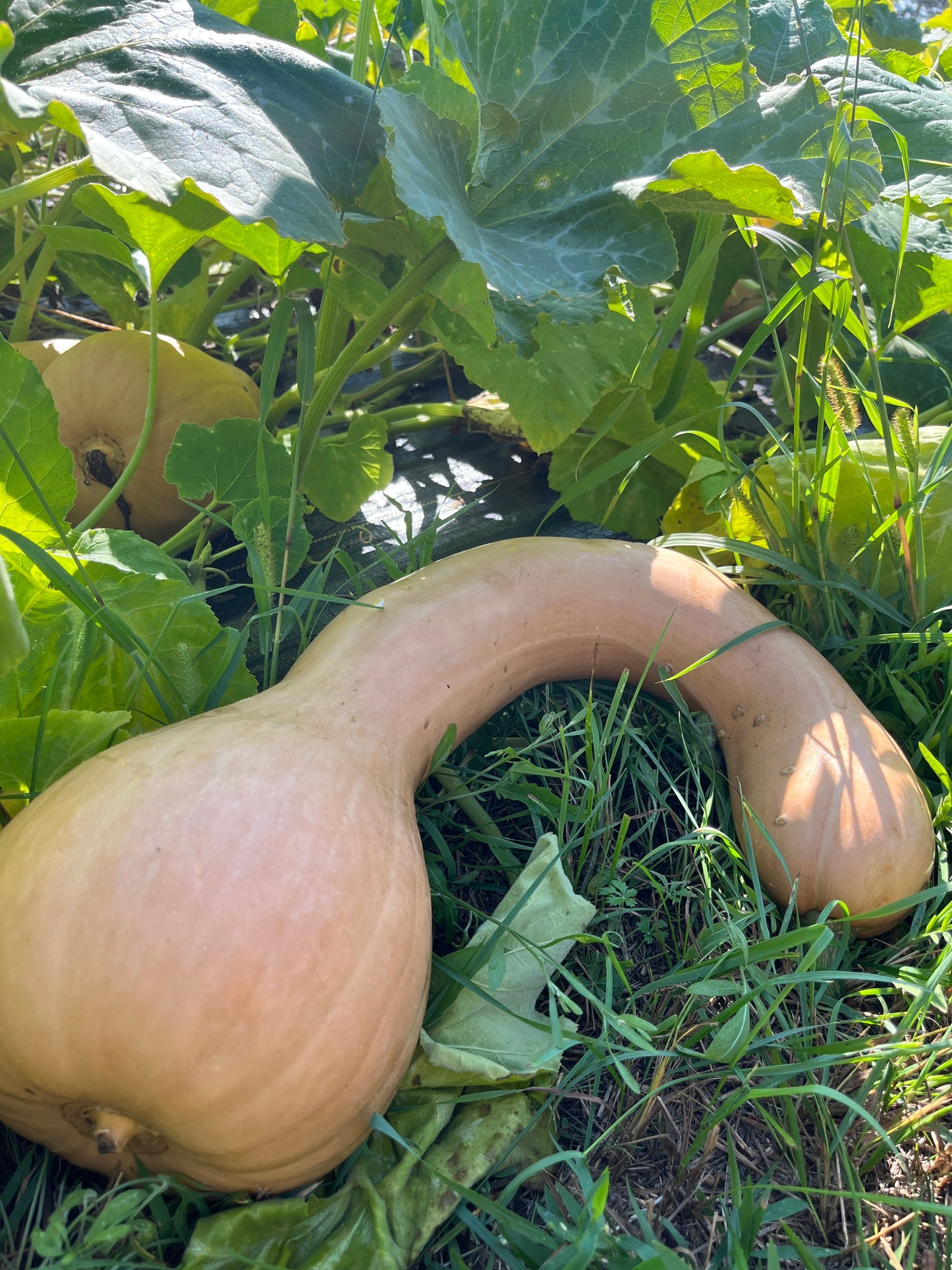 The Heirloom Kitchen Garden Bundle