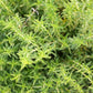 Savory, Cut, Sifted