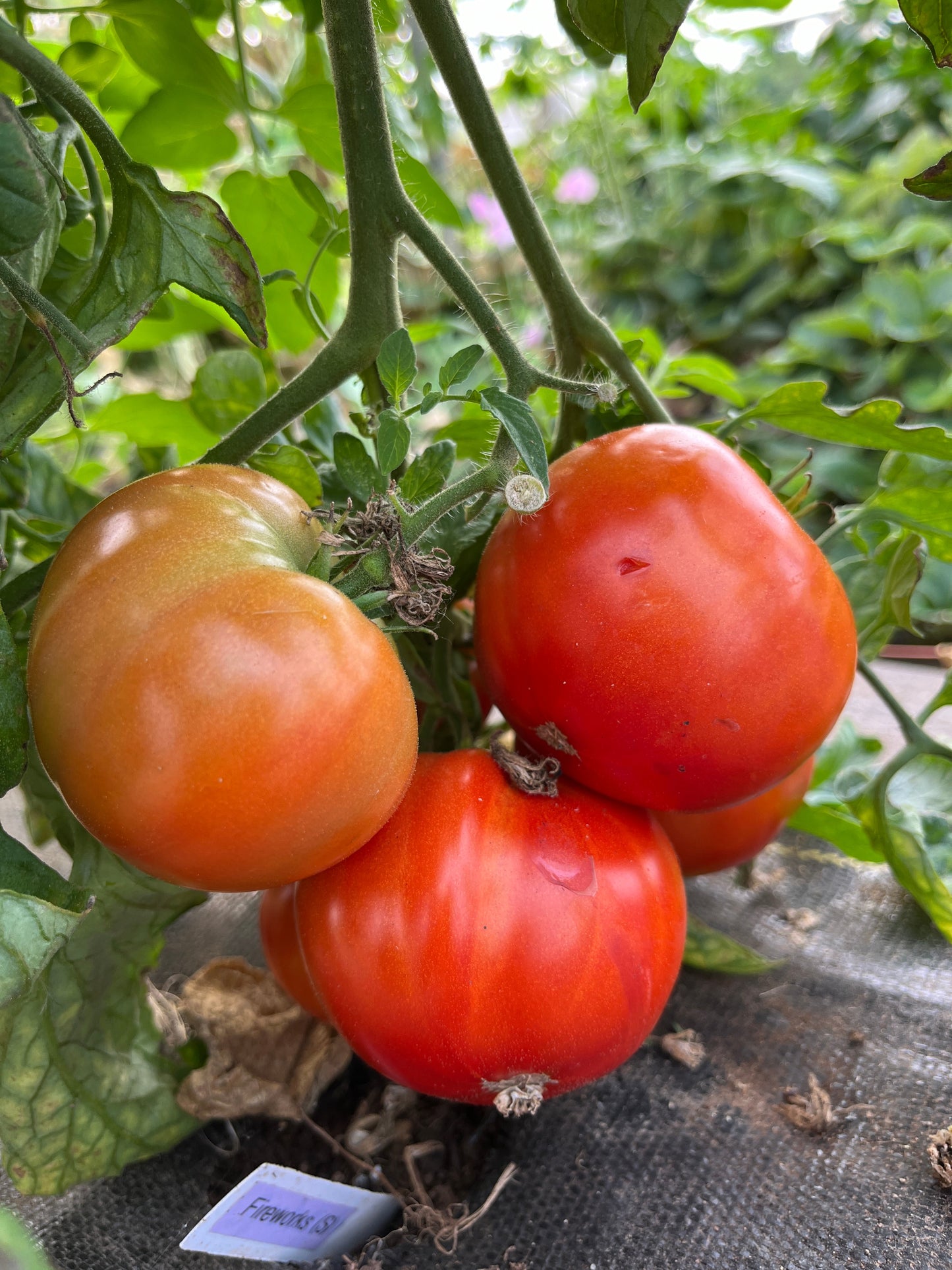 Fireworks, Tomato