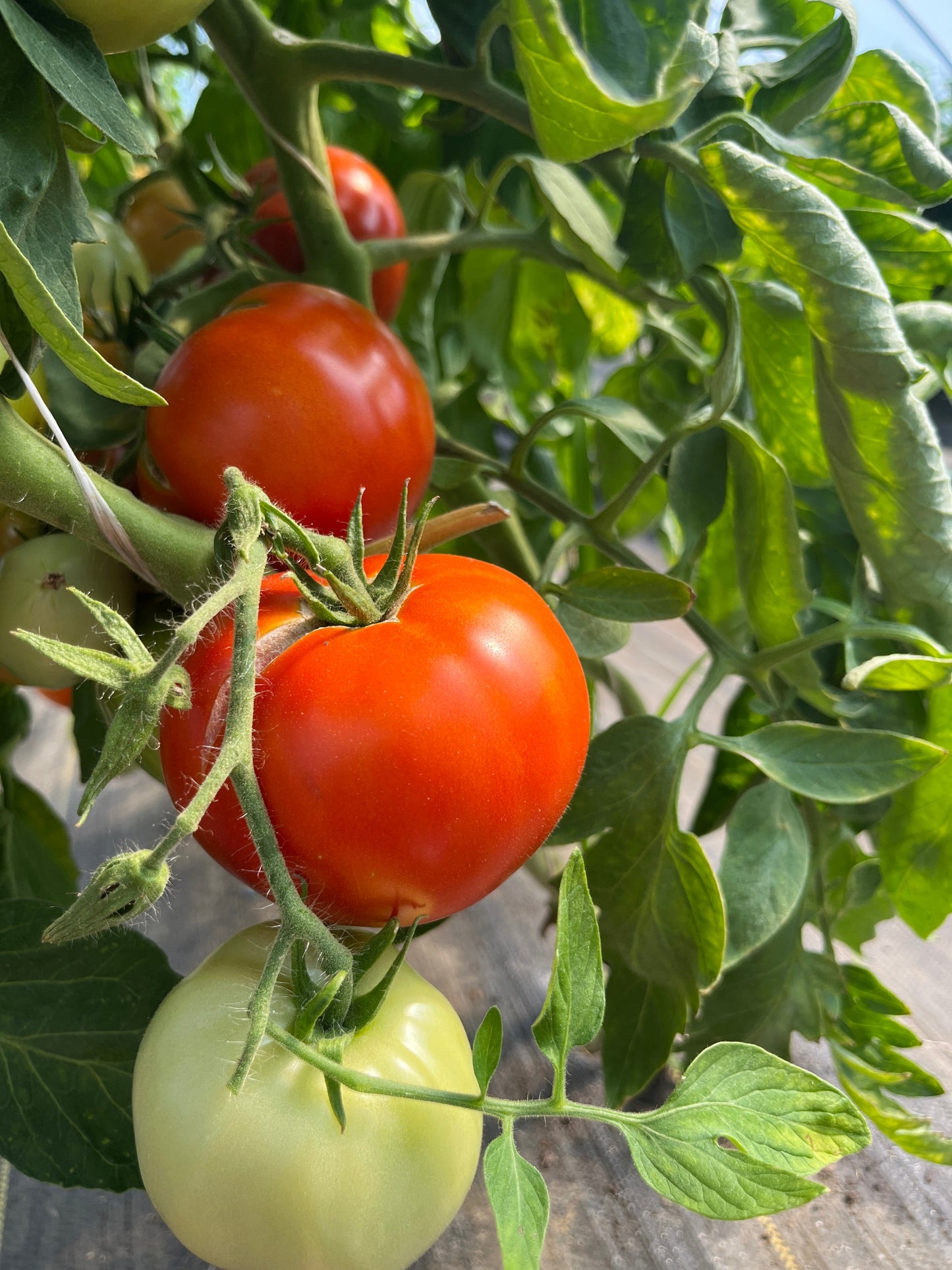 Legend, Tomato