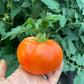 Red Rocket, Tomato
