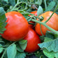 Red Rocket, Tomato