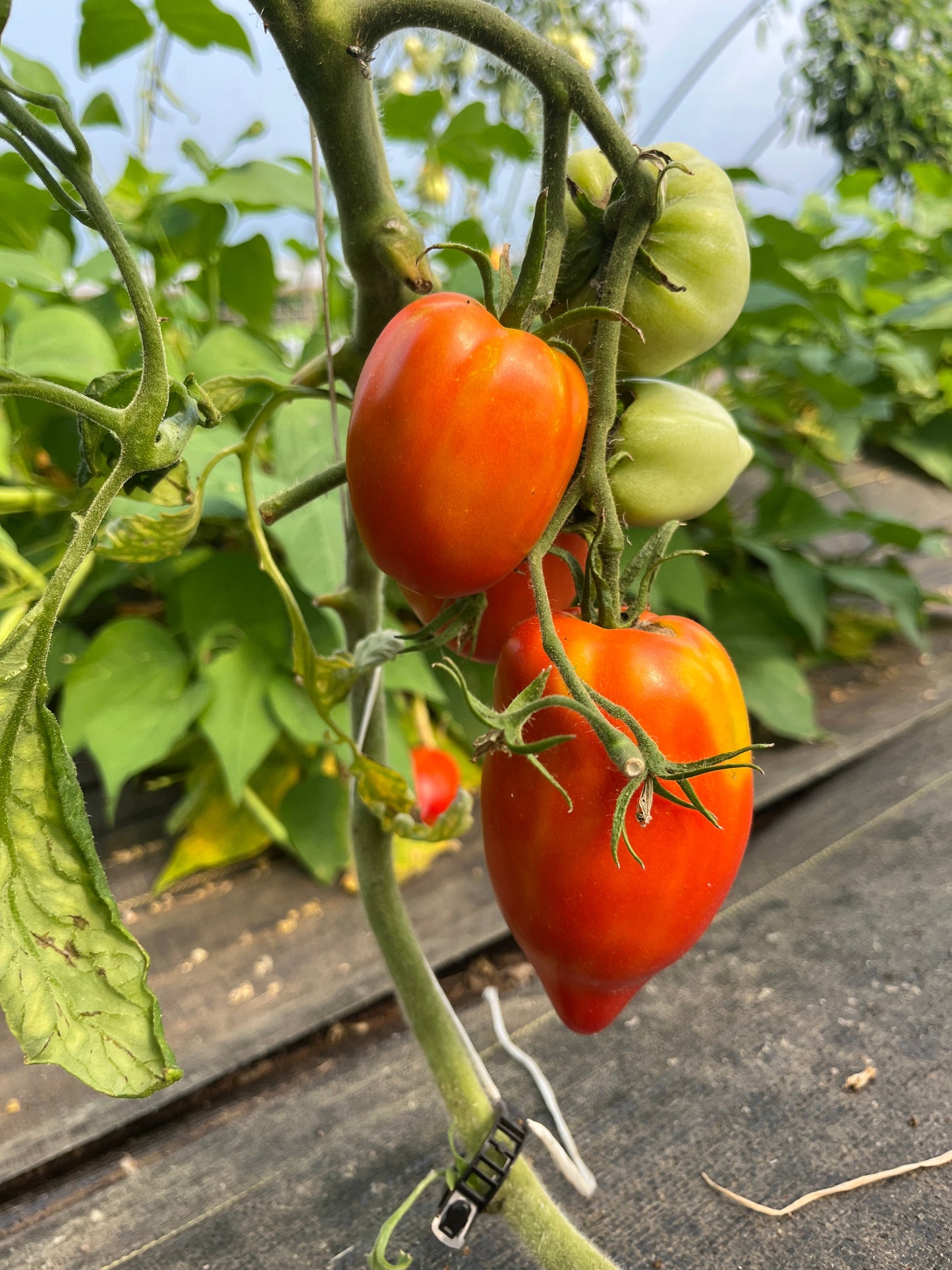 Santa Maria, Tomato