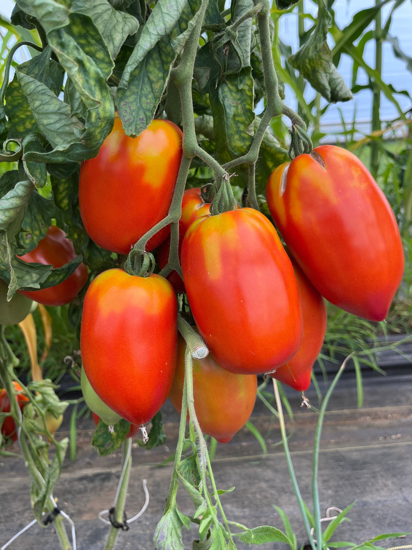 Santa Maria, Tomato