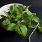 Tulsi Holy Basil Leaf, Granules