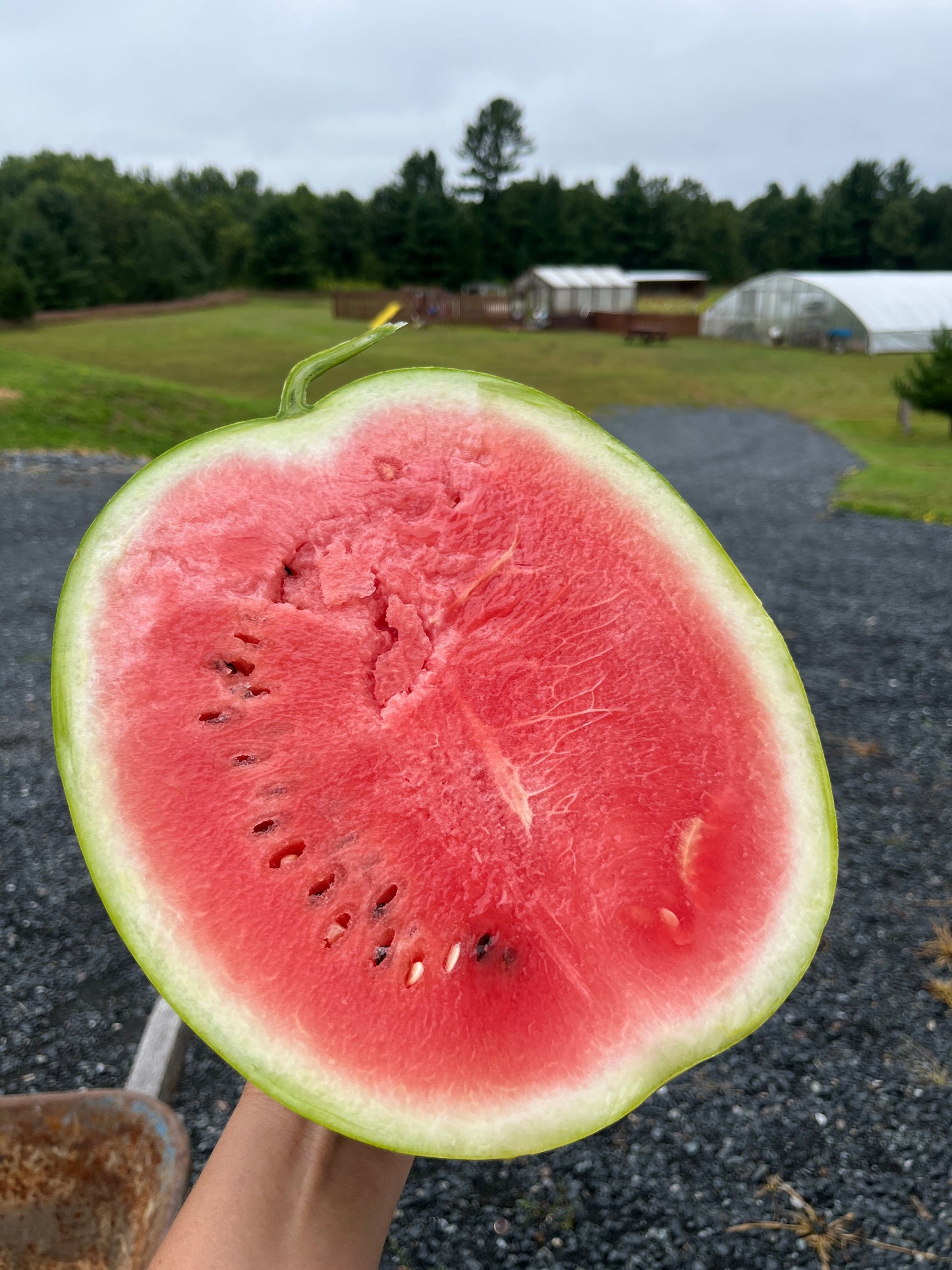 Bozeman, Watermelon