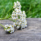 Yarrow Flowers, Cut, Sifted