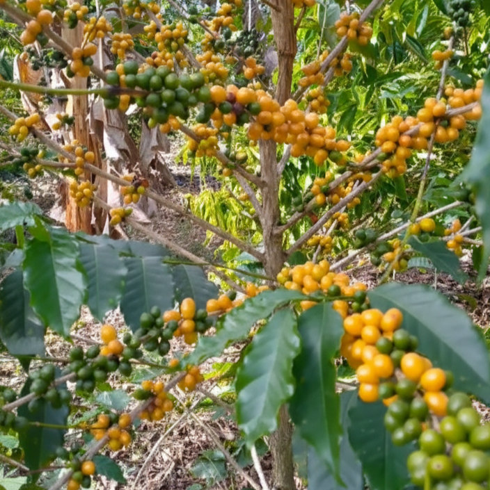 Yellow Bourbon - Washed Espresso