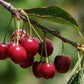 MIchigan Cherry Vinegar
