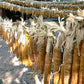 Casados Farms new mexcio chicos