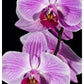 Orchid Flowering, Beveren-Waas, Belgium-Paper Art-42''X62''