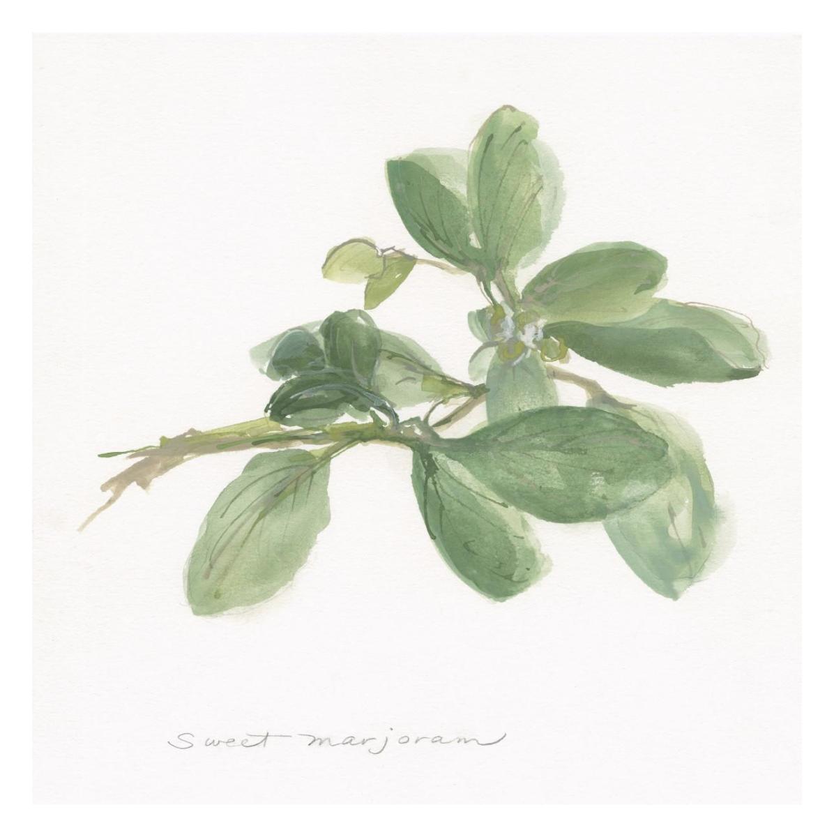 Sweet Marjoram -Paper Art-26''X26''