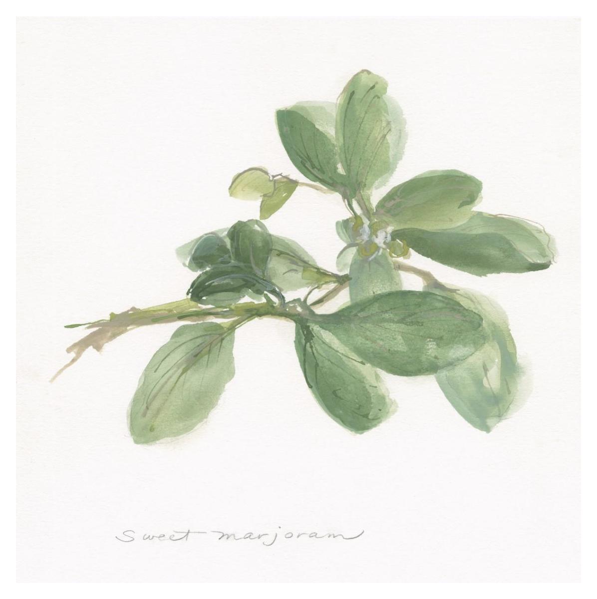 Sweet Marjoram -Paper Art-38''X38''