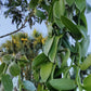 Burundi Vanilla Beans - Whole Grade A Vanilla Pods for Vanilla Extract and Baking
