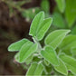 Greek Sage Tea (Ikaria Blue Zone)