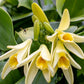 Guatemala Vanilla Beans - Whole Grade A Vanilla Pods for Vanilla Extract and Baking