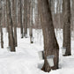 Maple Syrup, 100% Pure Michigan  - 8 Fl. Oz. Bottle